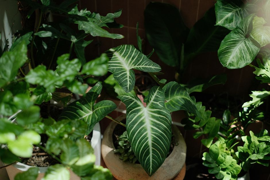 Vibrant green foliage of various houseplants in a sunlit indoor setting.