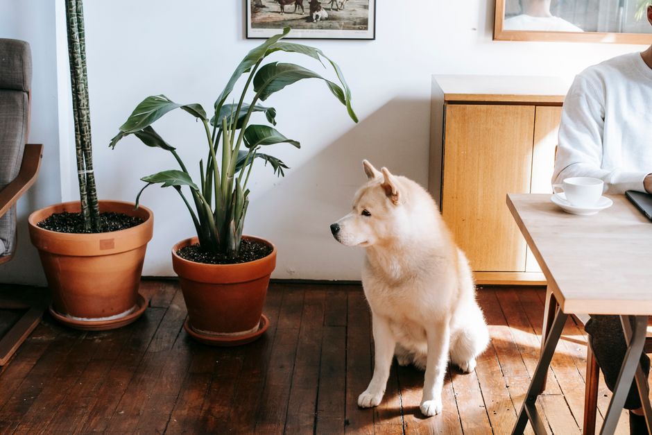 From above of cute obedient Akita Inu dog sitting on floor near crop unrecognizable owner sitting at table and working on laptop at home