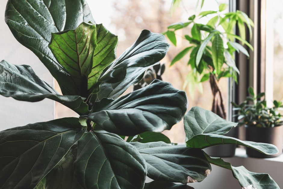 Bright indoor setting with a fiddle leaf fig beside a sunlit window and other houseplants.