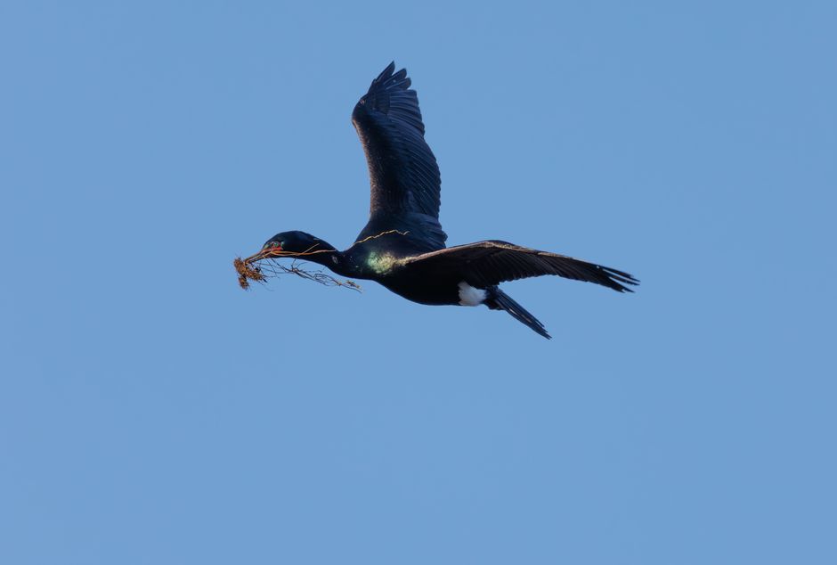 A cormorant bird flying across a clear blue sky carrying nesting material in its beak.
