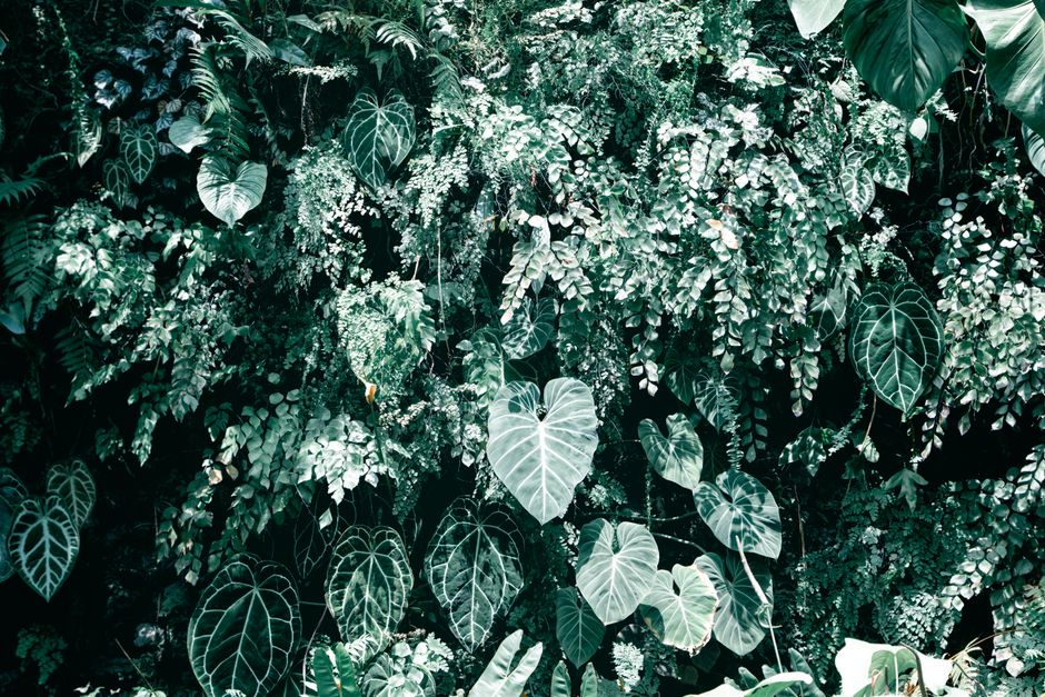 Dense green foliage with heart-shaped leaves creates a lush rainforest vibe.